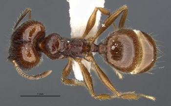 Media type: image;   Entomology 34271 Aspect: habitus dorsal